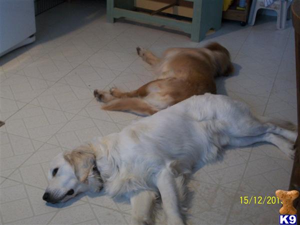 carolspaws Picture 2